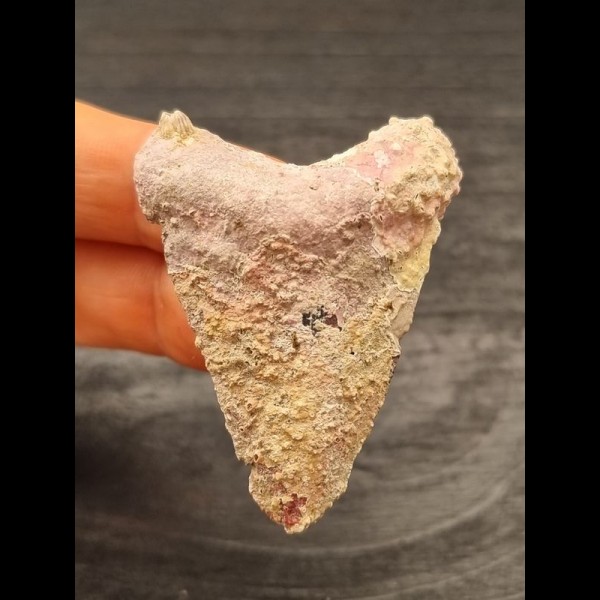 5,2 cm großer verkrusteter Zahn des Megalodon