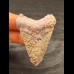 5,2 cm großer verkrusteter Zahn des Megalodon