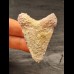 5,2 cm großer verkrusteter Zahn des Megalodon