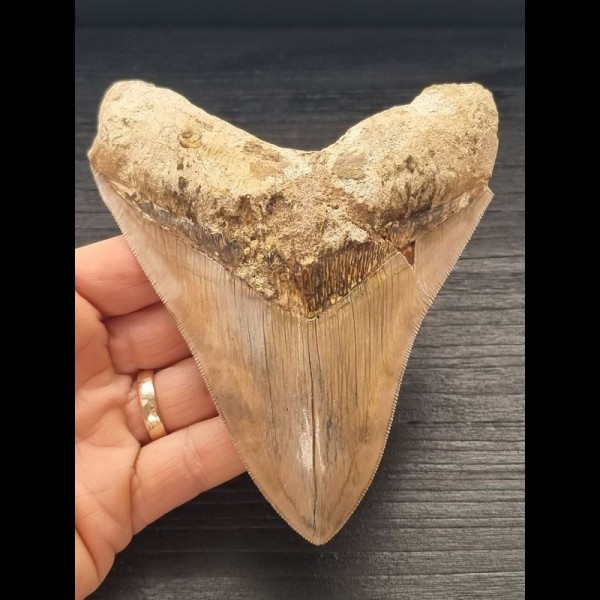 12,7 cm große scharfer Zahn des Megalodon mit facettenreichem Zahnschmelz