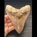 12,7 cm große scharfer Zahn des Megalodon mit facettenreichem Zahnschmelz