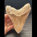 12,7 cm große scharfer Zahn des Megalodon mit facettenreichem Zahnschmelz