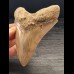 12,7 cm große scharfer Zahn des Megalodon mit facettenreichem Zahnschmelz