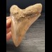 12,7 cm large sharp tooth of the Megalodon with facetted enamel