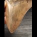 12,7 cm large sharp tooth of the Megalodon with facetted enamel