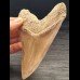 12,7 cm große scharfer Zahn des Megalodon mit facettenreichem Zahnschmelz