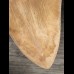 12,7 cm large sharp tooth of the Megalodon with facetted enamel