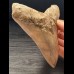 12,7 cm große scharfer Zahn des Megalodon mit facettenreichem Zahnschmelz