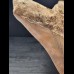 12,7 cm large sharp tooth of the Megalodon with facetted enamel