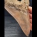 12,7 cm große scharfer Zahn des Megalodon mit facettenreichem Zahnschmelz