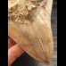 12,7 cm large sharp tooth of the Megalodon with facetted enamel