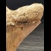 12,7 cm large sharp tooth of the Megalodon with facetted enamel