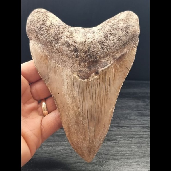 15,0 cm großer Zahn des Megalodon aus Indonesien