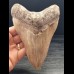 15,0 cm großer Zahn des Megalodon aus Indonesien