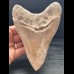 15,0 cm großer Zahn des Megalodon aus Indonesien