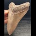 15,0 cm großer Zahn des Megalodon aus Indonesien