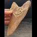 15,0 cm großer Zahn des Megalodon aus Indonesien