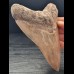 15,0 cm großer Zahn des Megalodon aus Indonesien