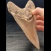 15,0 cm großer Zahn des Megalodon aus Indonesien