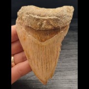 10,4 cm tooth of the Megalodon with nice coloration from Indonesia