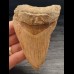 10,4 cm Zahn des Megalodon mit schöner Färbung aus Indonesien