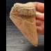 10,4 cm Zahn des Megalodon mit schöner Färbung aus Indonesien