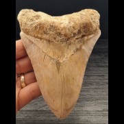 13.2 cm light tooth of the Megalodon with fine, sharp serration