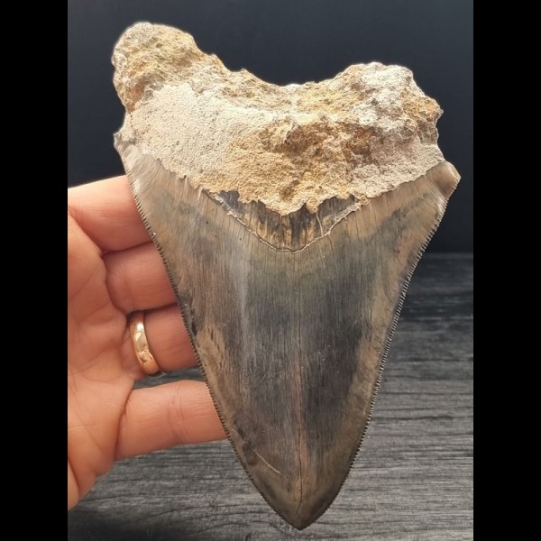 14,4 cm großer Zahn des Megalodon mit blauem Zahnschmelz