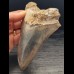 14,4 cm großer Zahn des Megalodon mit blauem Zahnschmelz