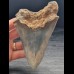 14,4 cm großer Zahn des Megalodon mit blauem Zahnschmelz