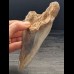 14,4 cm großer Zahn des Megalodon mit blauem Zahnschmelz