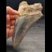 14,4 cm großer Zahn des Megalodon mit blauem Zahnschmelz