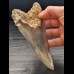 14,4 cm großer Zahn des Megalodon mit blauem Zahnschmelz