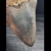 14,4 cm großer Zahn des Megalodon mit blauem Zahnschmelz