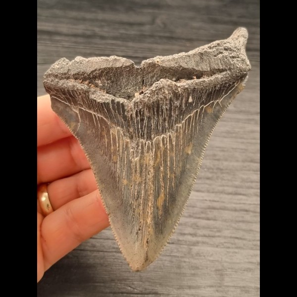 10,8 cm großer Zahn des Megalodon  mit scharfer Zahnung