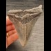 10,8 cm großer Zahn des Megalodon  mit scharfer Zahnung