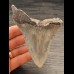 10,8 cm großer Zahn des Megalodon  mit scharfer Zahnung