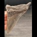 10.8 cm large tooth of the Megalodon with sharp serration