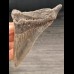 10,8 cm großer Zahn des Megalodon  mit scharfer Zahnung