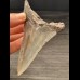 10,8 cm großer Zahn des Megalodon  mit scharfer Zahnung