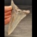 10.8 cm large tooth of the Megalodon with sharp serration