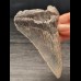 10,8 cm großer Zahn des Megalodon  mit scharfer Zahnung