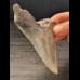 10.8 cm large tooth of the Megalodon with sharp serration