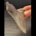 10,8 cm großer Zahn des Megalodon  mit scharfer Zahnung