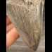 11,5 cm großer Zahn des Megalodon mit schöner Zahnung