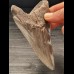 11,5 cm großer Zahn des Megalodon mit schöner Zahnung