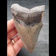 10,9 cm large tooth of the Megalodon with beautiful bourelette