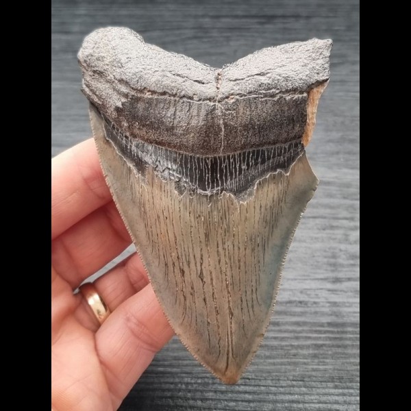 10,9 cm großer Zahn des Megalodon mit schöner Bourelette