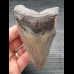 10,9 cm großer Zahn des Megalodon mit schöner Bourelette