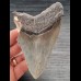 10,9 cm large tooth of the Megalodon with beautiful bourelette